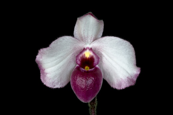 Paphiopedilum delenatii f. vinicolor