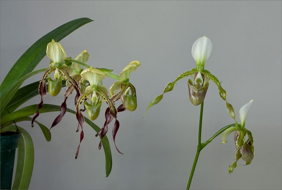 Paphiopedilum dianthum