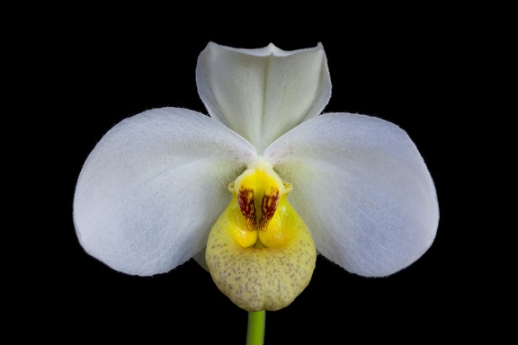 Paphiopedilum emersonii