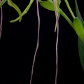 Phragmipedium warszewiczianum 