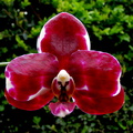 Phalaenopsis Elegant