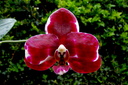 Phalaenopsis Elegant