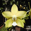 Phalaenopsis Sierra Gold