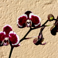 Phalaenopsis hybride type taïwanais