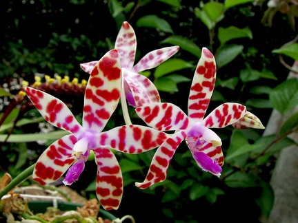 Phalaenopsis bastianii