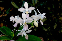 Phalaenopsis equestris f. albescens