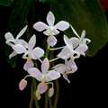 Phalaenopsis equestris f. albescens