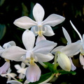 Phalaenopsis equestris f. albescens