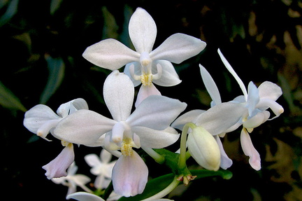 Phalaenopsis equestris f. albescens