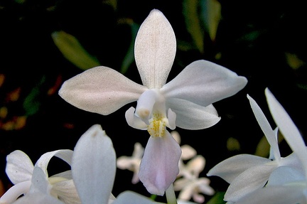 Phalaenopsis equestris f. albescens