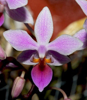 Phalaenopsis equestris