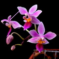 Phalaenopsis_equestris6.jpg