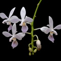 Phalaenopsis_equestris7.jpg