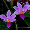 Phalaenopsis equestris