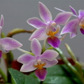 Phalaenopsis equestris