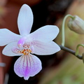 Phalaenopsis_lindenii1.jpg