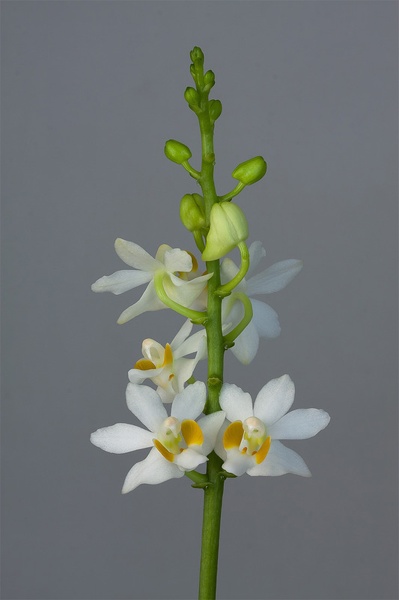 Phalaenopsis_pulcherrima_alba1.jpg