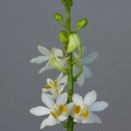 Phalaenopsis_pulcherrima_alba1.jpg