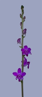 Phalaenopsis pulcherrima