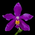 Phalaenopsis pulchra