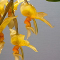 Stanhopea graveolens