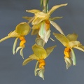 Stanhopea graveolens