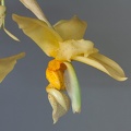 Stanhopea graveolens