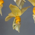 Stanhopea graveolens