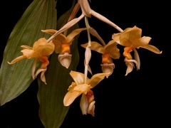 Stanhopea graveolens