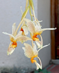 Stanhopea saccata x oculata