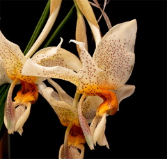 Stanhopea saccata x oculata