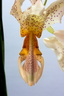 Stanhopea saccata x oculata