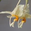 Stanhopea saccata x oculata