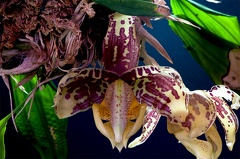 Stanhopea tigrina