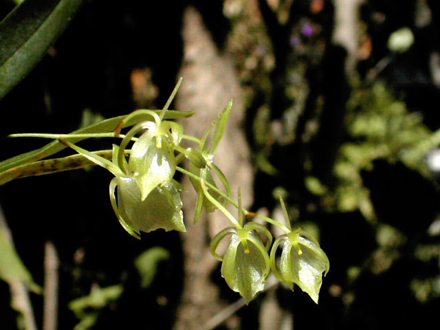 Cribbia pendula