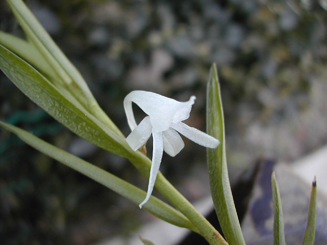 Angraecum_doratophyllum3.jpg