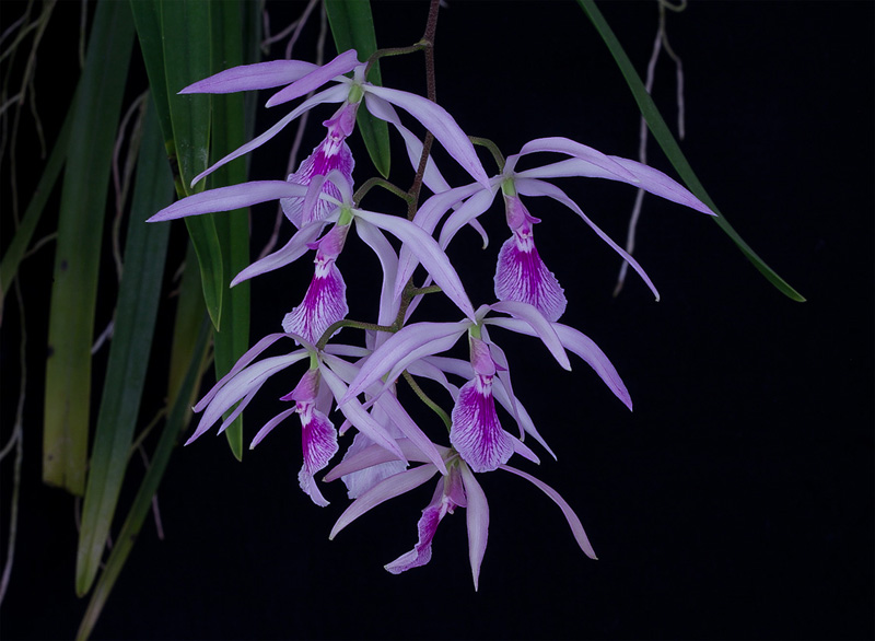 Encyclia adenocaula