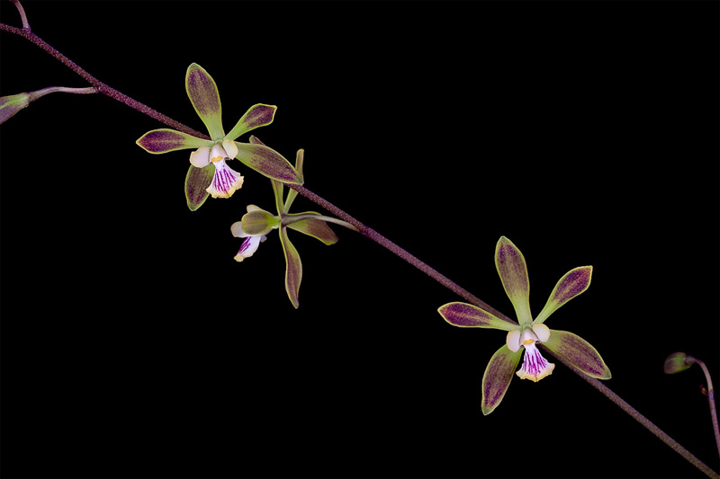 Encyclia_alata6.jpg