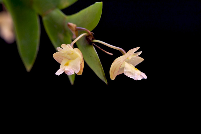 Dendrobium acinaciforme