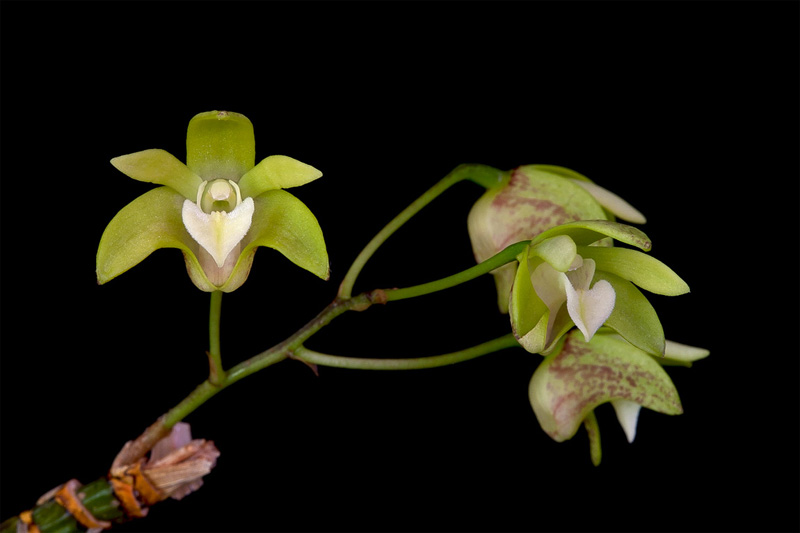 Dendrobium adae