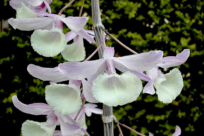 Dendrobium_aphyllum2.jpg