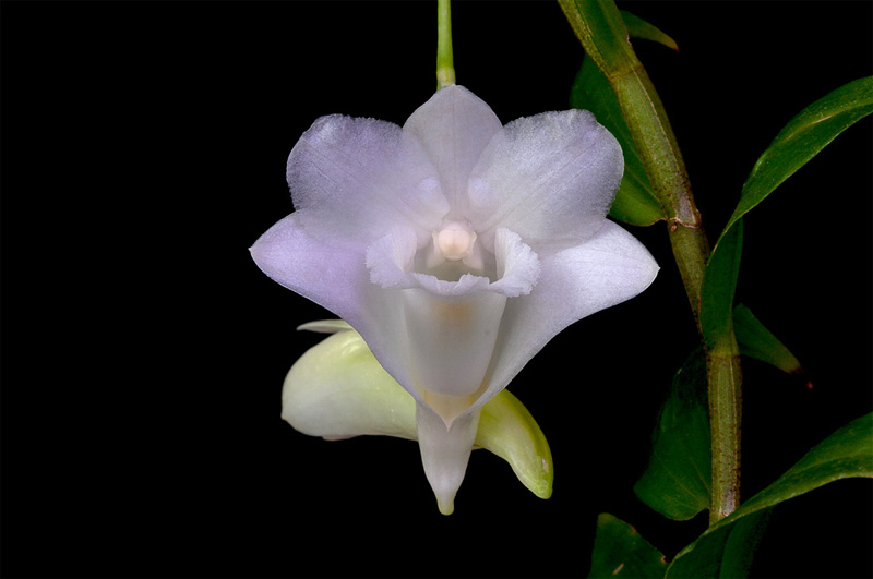 Dendrobium arcuatum J.J.Sm. Dendrobium_arcuatum5.jpg