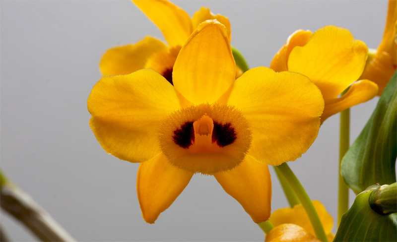 Dendrobium_chrysanthum5.jpg