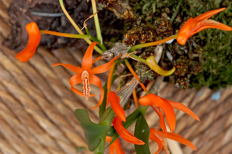 Dendrobium dickasonii