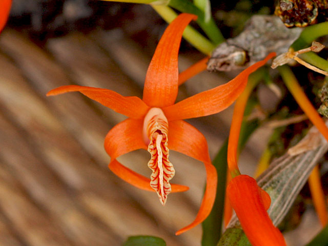 Dendrobium_dickasonii2.jpg