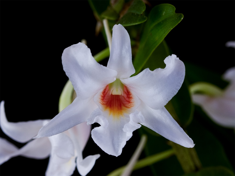 Dendrobium draconis Rchb.f. Dendrobium_draconis3.jpg