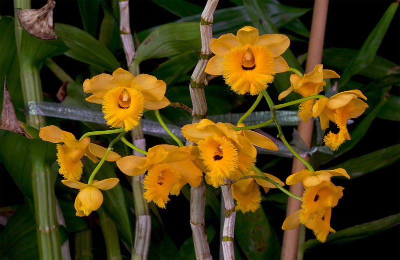 Dendrobium_fimbriatum_oculatum8.jpg