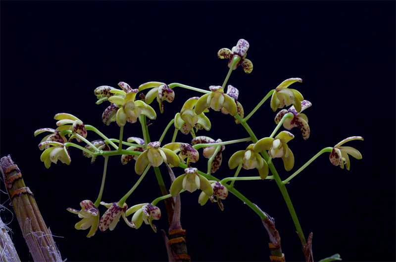 Dendrobium_gracilicaule8.jpg