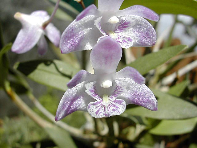 Dendrobium_kingianum1.jpg