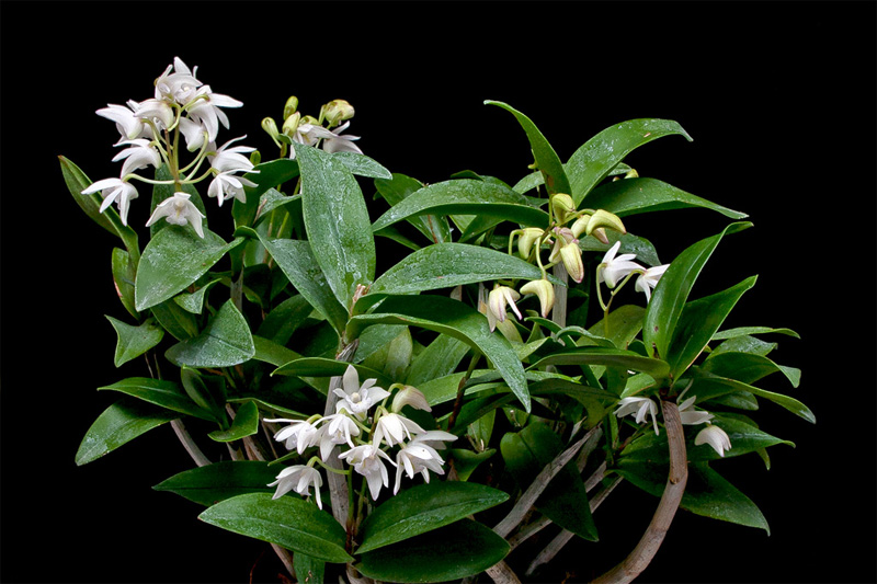 Dendrobium_kingianum5.jpg